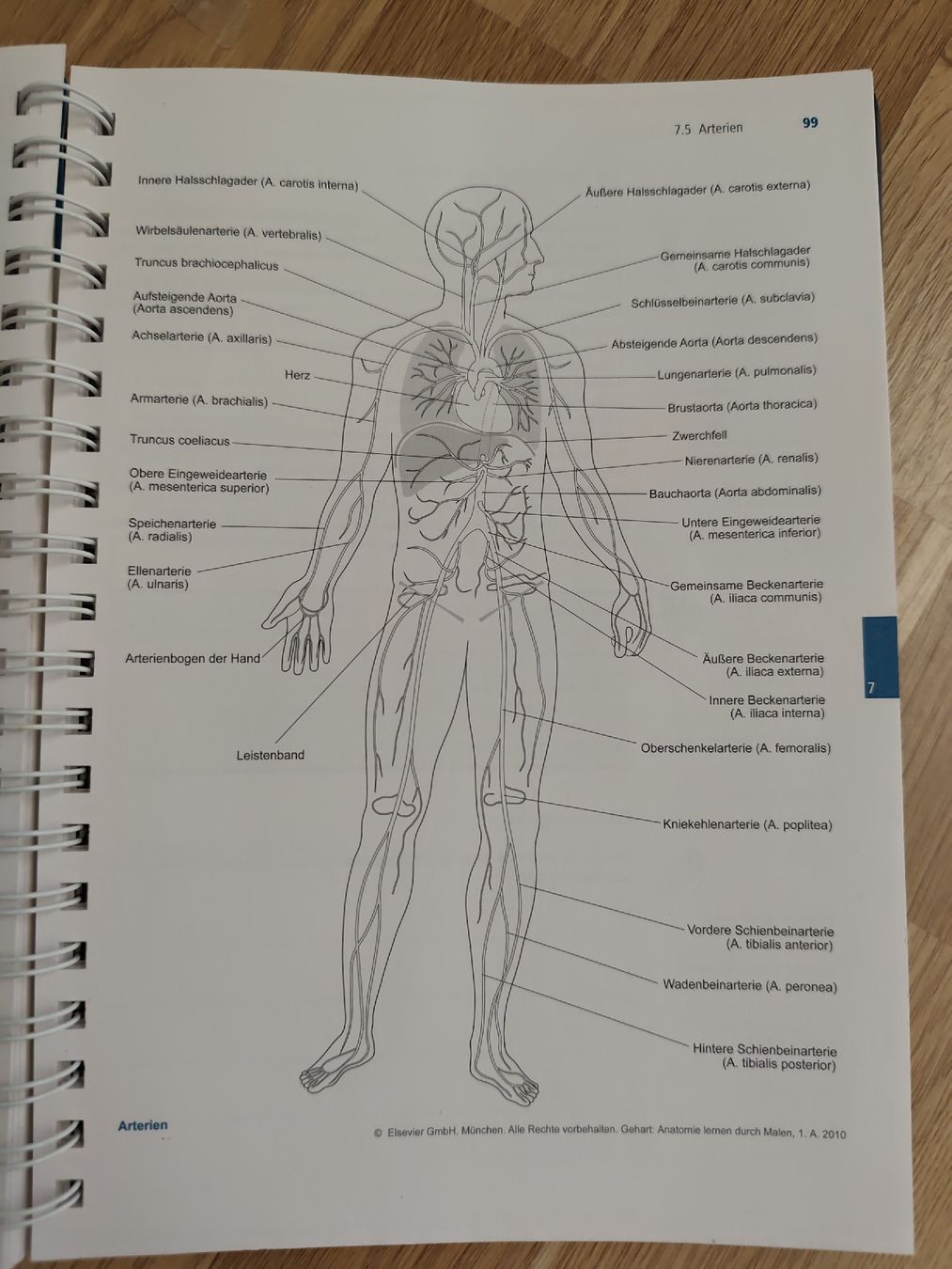 Libri: Anatomie zum Malen vom Elsevier Verlag  – Usato da Adliswil venduto da Rlila 4