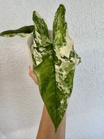 Alocasia ‘Simpo’ Albo Variegata – rooted corm/rhizome 🌱