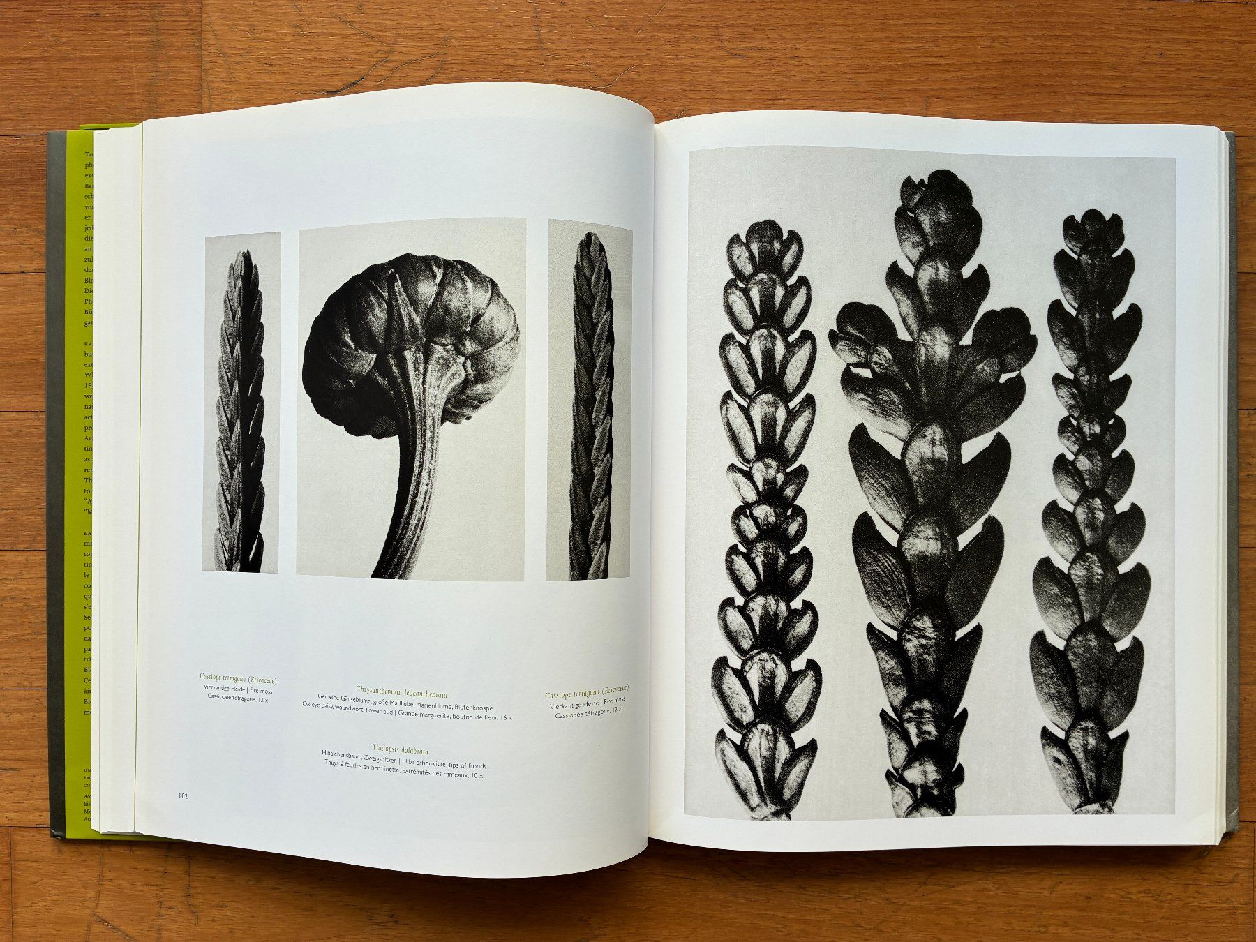 Libri: Photo Buch: KARL BLOSSFELDT – Usato da Lugano venduto da gio.yo 4