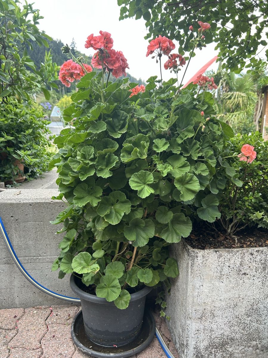 Piante & sementi: Pelargonie Zonal, Geranie im Topf – Usato da Kirchleerau venduto da Moritz15A