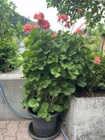 Pelargonie Zonal, Geranie im Topf