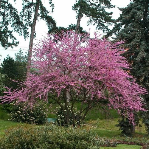 Piante & sementi: Arbre de l'AMOUR  20cm – Nuovo (secondo la descrizione) da Bremblens venduto da FIBONACCI369 2