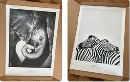 Poster Set, 50x70cm, 1xZebra/1xElefant