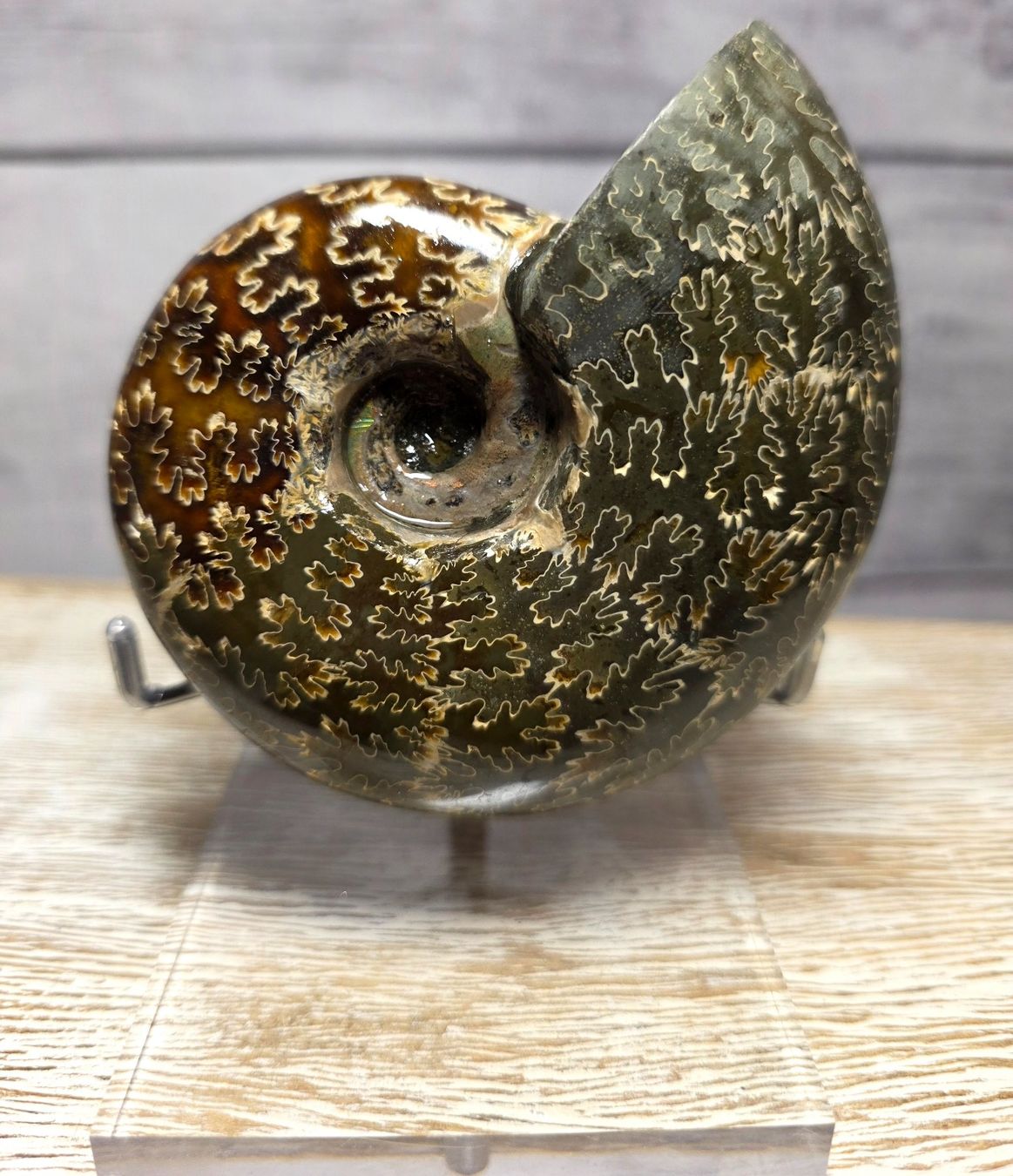 Fossili: Ammonit auf Acrylstand A2 375g – Nuovo e nell'imballaggio originale da Matzingen venduto da Shay_Crystalz