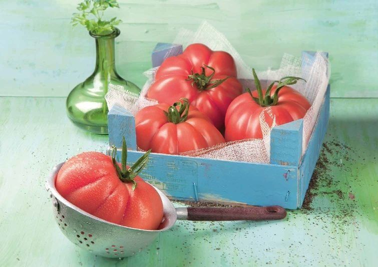 Piante & sementi: 15 Samen Monterosa Tomate Spanien – Nuovo (secondo la descrizione) da Magliaso venduto da bosfu 2