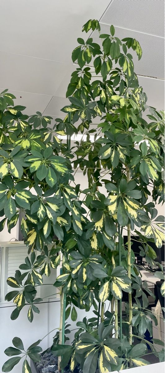Piante & sementi: STRAHLENARALIE - SCHEFFLERA - HEPTAPLEURUM – Nuovo (secondo la descrizione) da Buchs AG venduto da fischli610 2