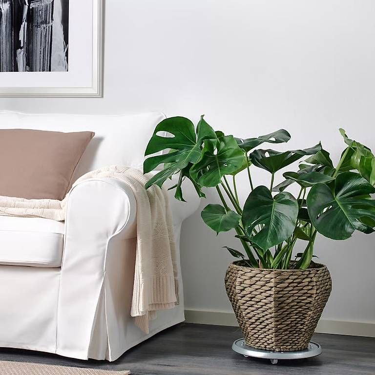 Vasi per fiori: IKEA DRUVFLÄDER Übertopf 24cm – Usato da Basel venduto da Klingelbergstrasse 4