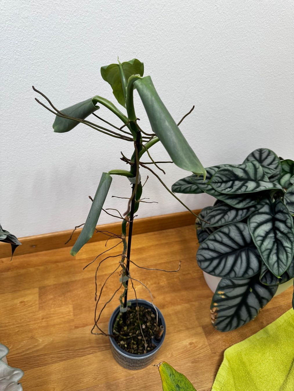 Piante & sementi: 🌱 Sadplant: Philodendron silver sword – Usato da Niederbuchsiten venduto da GreenGems 2
