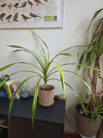 Schraubenbaum - spezielle Zimmerpflanze 🌱 Ableger