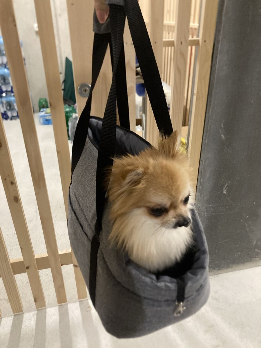 Niches, paniers: Neu! Hundetasche Grau – Neuf (Voir description) à Schlieren par Bella79 1