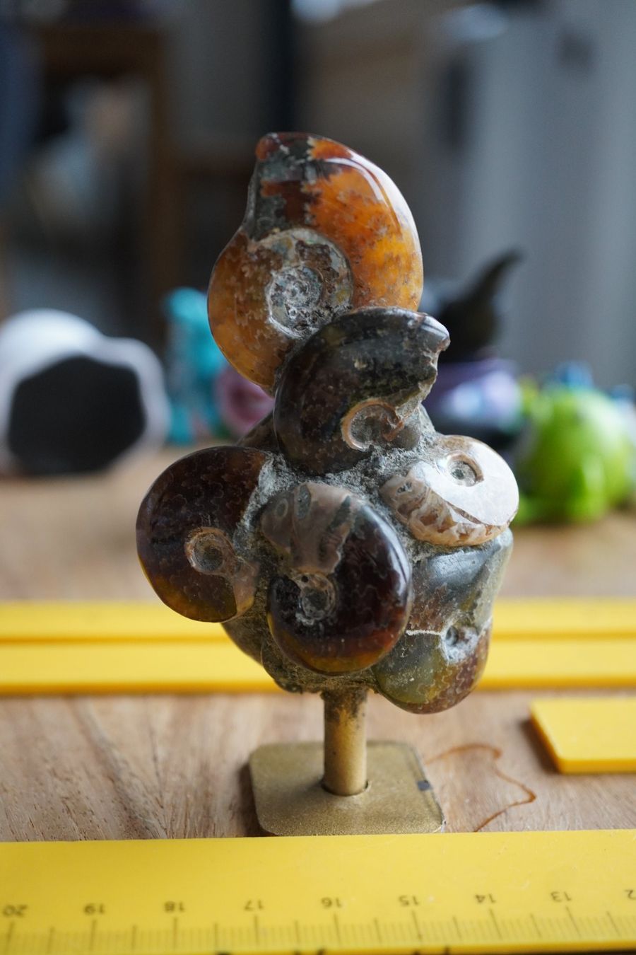 Fossili: Ammonit Cluster Figur   10cm  x 5cm – Nuovo e nell'imballaggio originale da Eschenbach SG venduto da topstone 3