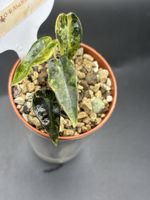 Alocasia Bambino Aurea Variegata (1-1)