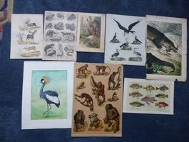 8 antike Tierbilder,Litho/Original/Chromo,Affen,Vögel,Reptil