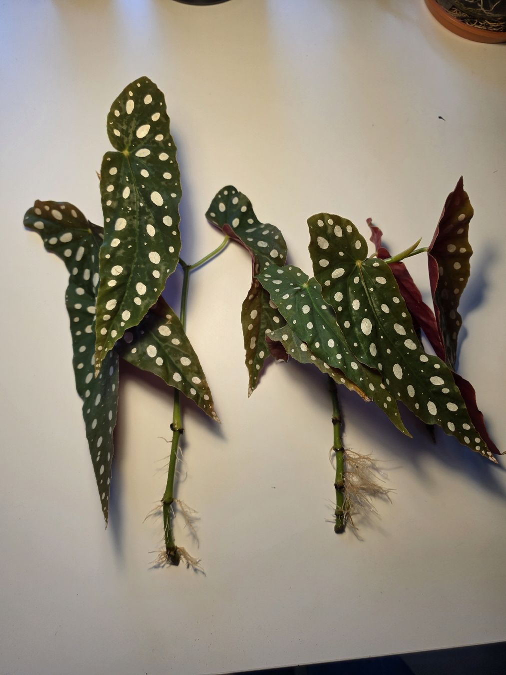 Piante & sementi: Begonia maculata Stecklinge – Usato da Kriegstetten venduto da son_c5nh