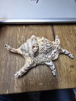 Seltene, grosse Meeresschnecke (Q)