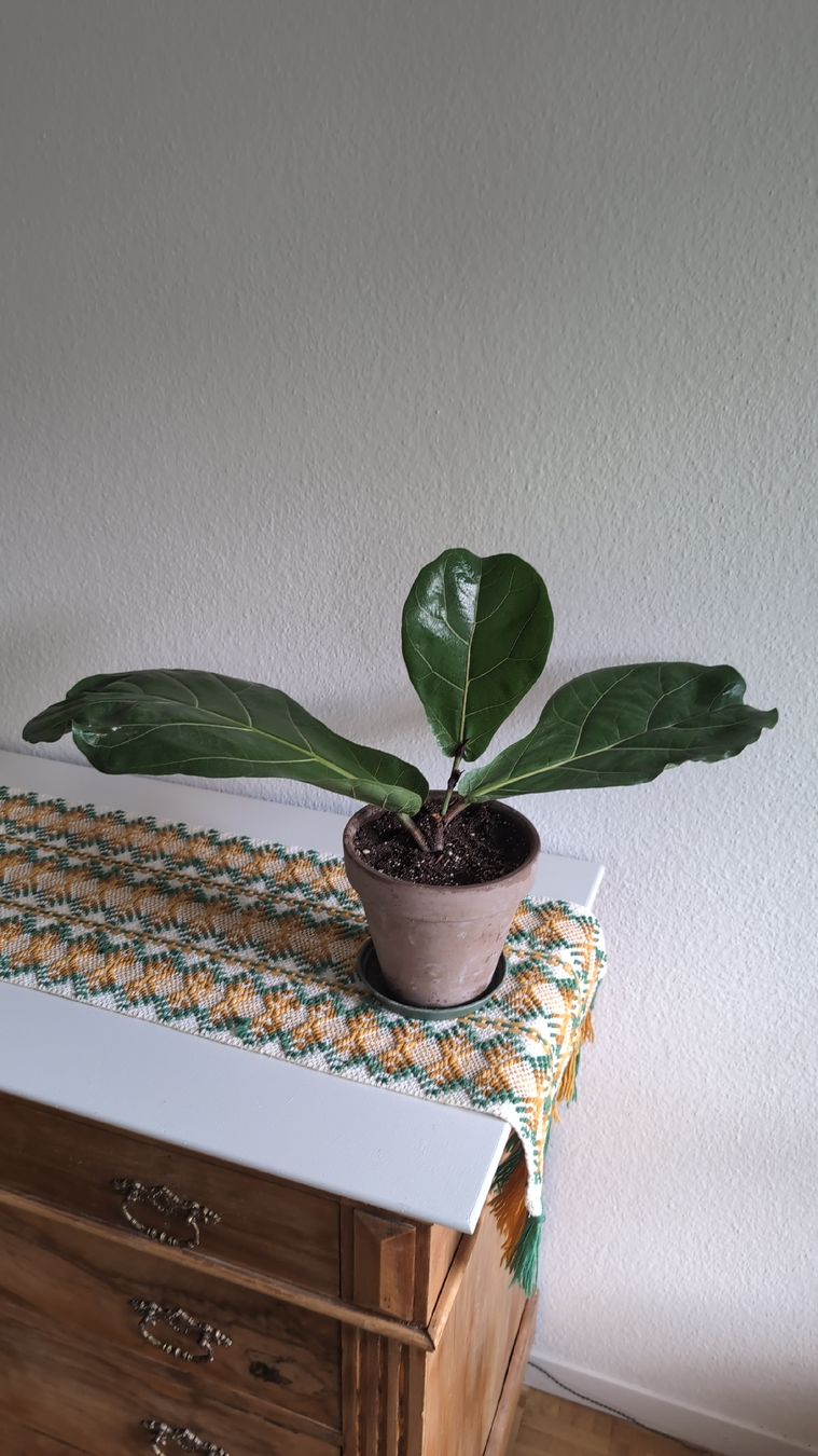 Pflanzen & Samen: Geigenfeige (Ficus lyrata) – Gebraucht aus Wallisellen von ali_x62p 3