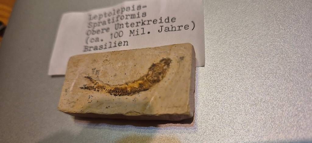 Fossilien: Leptolepsis-Sprattiformis – Gebraucht aus Schänis von 1234567890ABCDEF 3