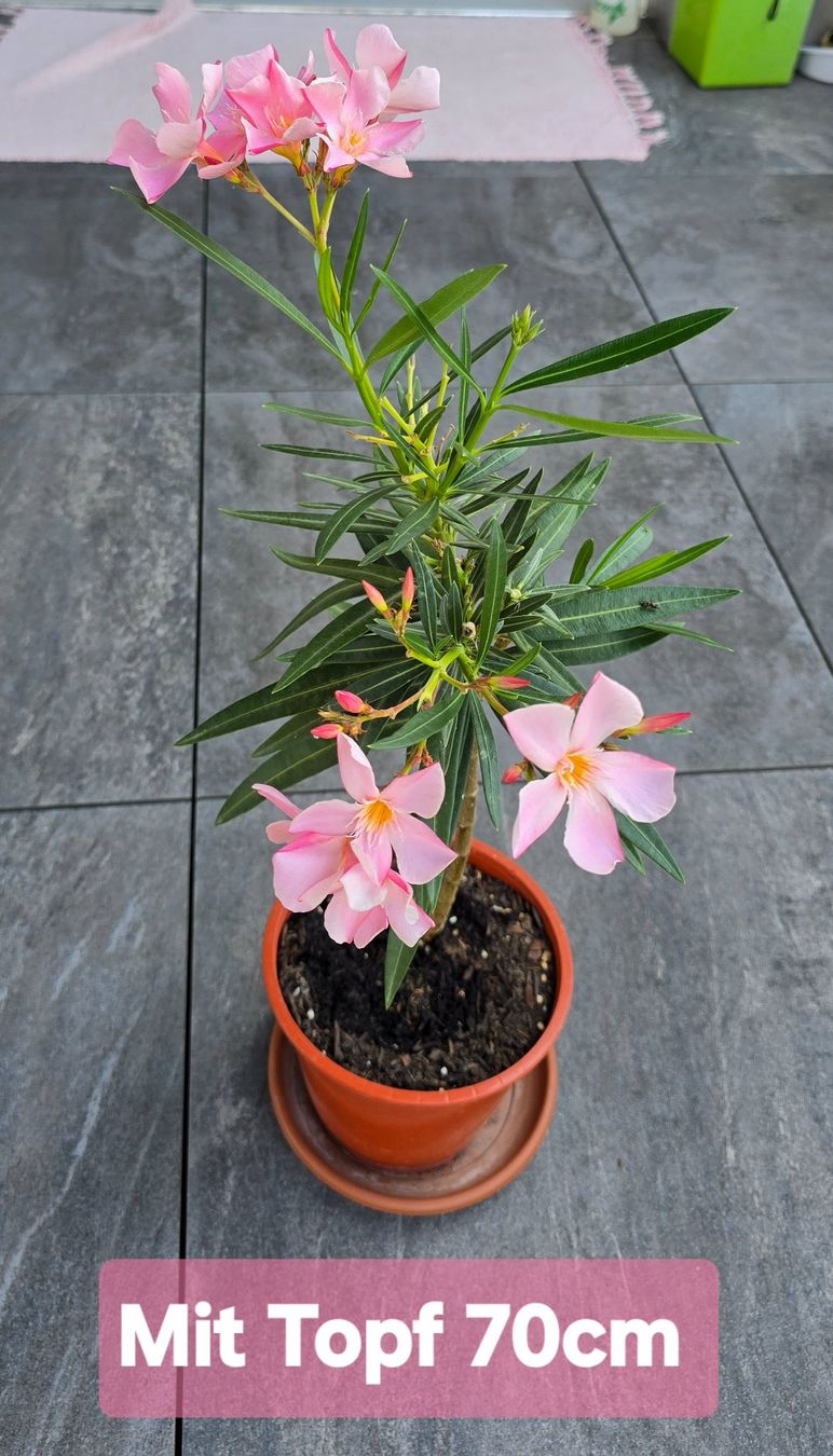 Piante & sementi: Kleine Oleander Pflanze rosa – Usato da Aarburg venduto da popkorn65