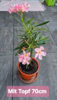 Kleine Oleander Pflanze rosa