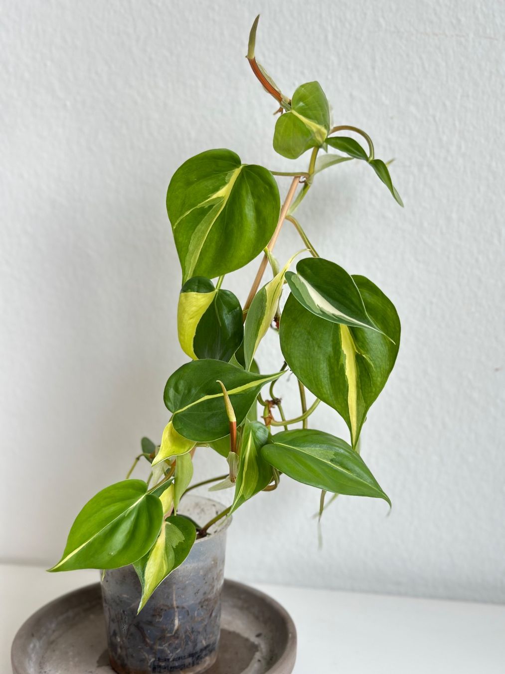 Piante & sementi: Philodendron Scandens (Brasil) – Usato da Zürich venduto da ong8 1
