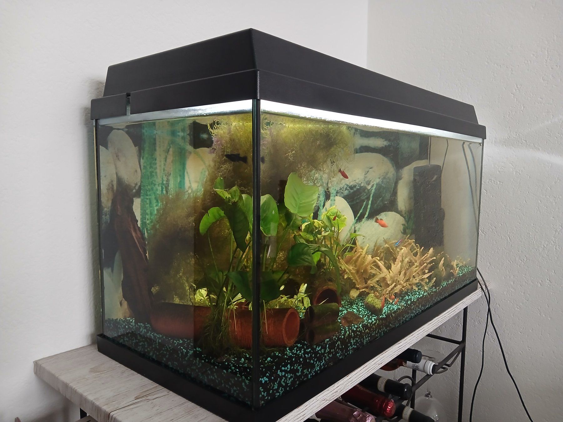 Juwel Aquarium: Aquarium 110l – Gebraucht aus Sarmenstorf von Sir_Lyncoln 1