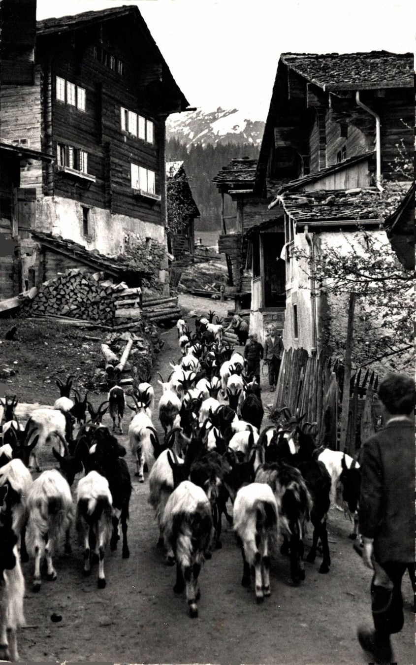 Cartes postales: Auszug der Ziegen – D'occasion à Bronschhofen par Astore