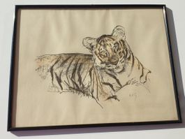 Fritz Hug Lithographie Tiger