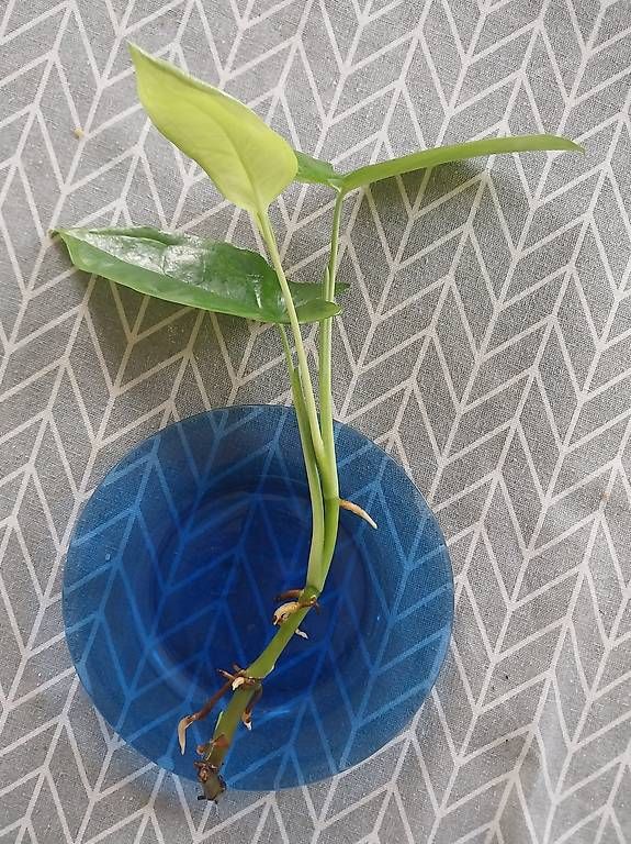Pflanzen & Samen: Syngonium podophyllum Trileaf Wonder – Gebraucht aus Schwaderloch von bademeister79 3