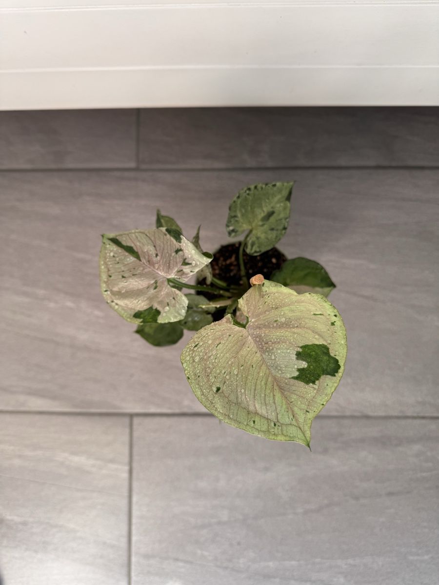 Pflanzen & Samen: Syngonium Green Splash – Gebraucht aus Sugiez von fabandy16 2