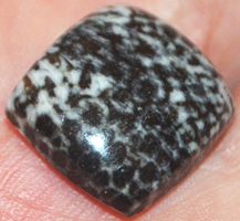 Cabochon L-1835 – Schwarze Fossil Koralle 15x14mm