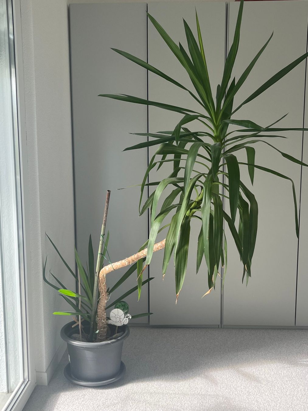 Piante & sementi: Riesige Yucca Palme ca. 2m gross – Usato da Arbon venduto da vb4all