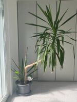 Riesige Yucca Palme ca. 2m gross