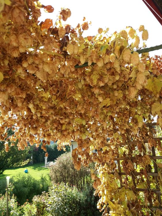 Hopfen Rankpflanze als Sichtschutz winterhart wächst schnell Kaufen