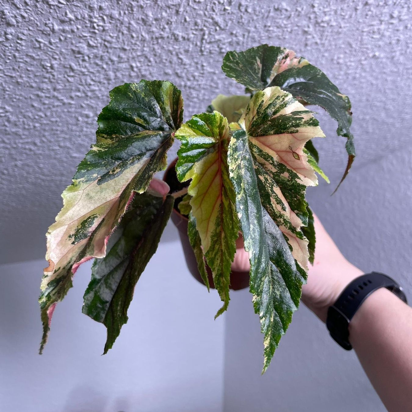 Piante & sementi: Begonia Ginny Galaxy variegata – Usato da Suhr venduto da Planted.by.two
