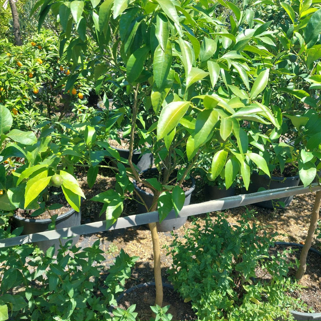 Piante & sementi: Zitronenbaum mit Frucht im Topf  – Usato da Honau venduto da Blazer1 2