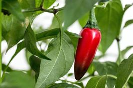 Piment Jalapeno 15g