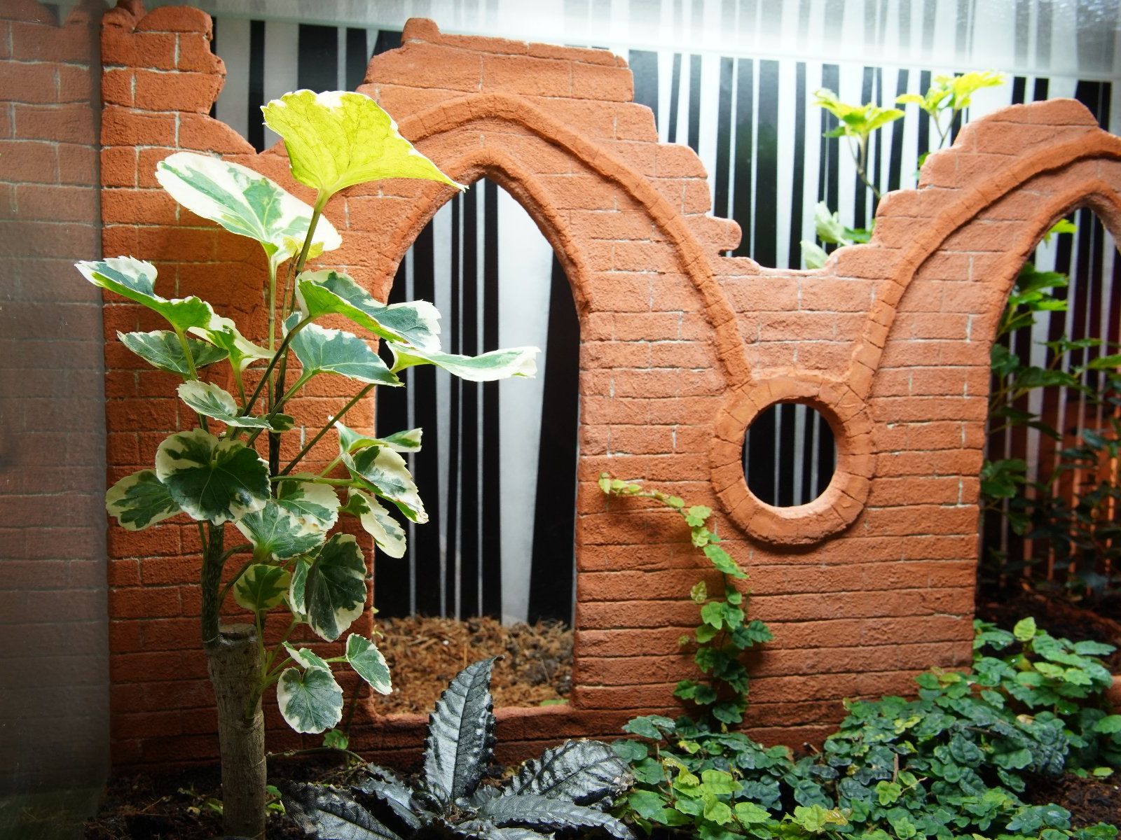 Terrarium: Terrarium – Gebraucht aus Wil SG von froschbiss 2