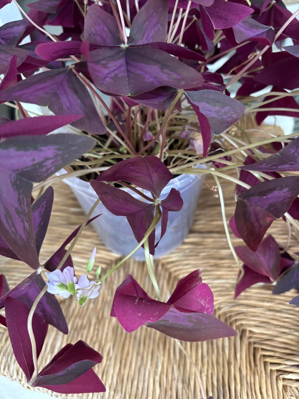 Piante & sementi: Oxalis triangularis - roter Glücksklee – Usato da Jegenstorf venduto da Hibiscus11 2