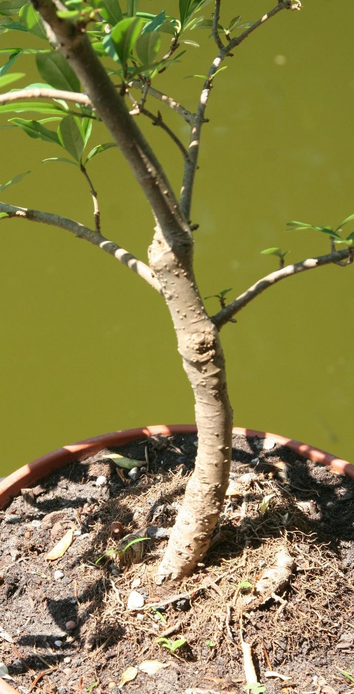 Pflanzen & Samen: BONSAI  -  Wild-Flieder – Gebraucht aus Gretzenbach von Sikim 2