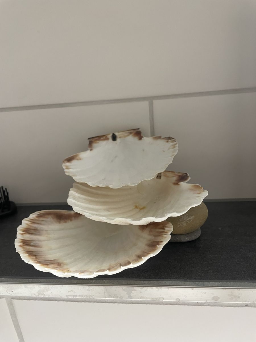 Tutte le decorazioni: Dekorative Muschelschale auf Steinen – Usato da Sins venduto da 77_gina_77
