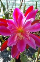 Epiphyllum „Showboat“ Blattkaktus Epicactus