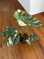 Monstera Thai Constellation💚