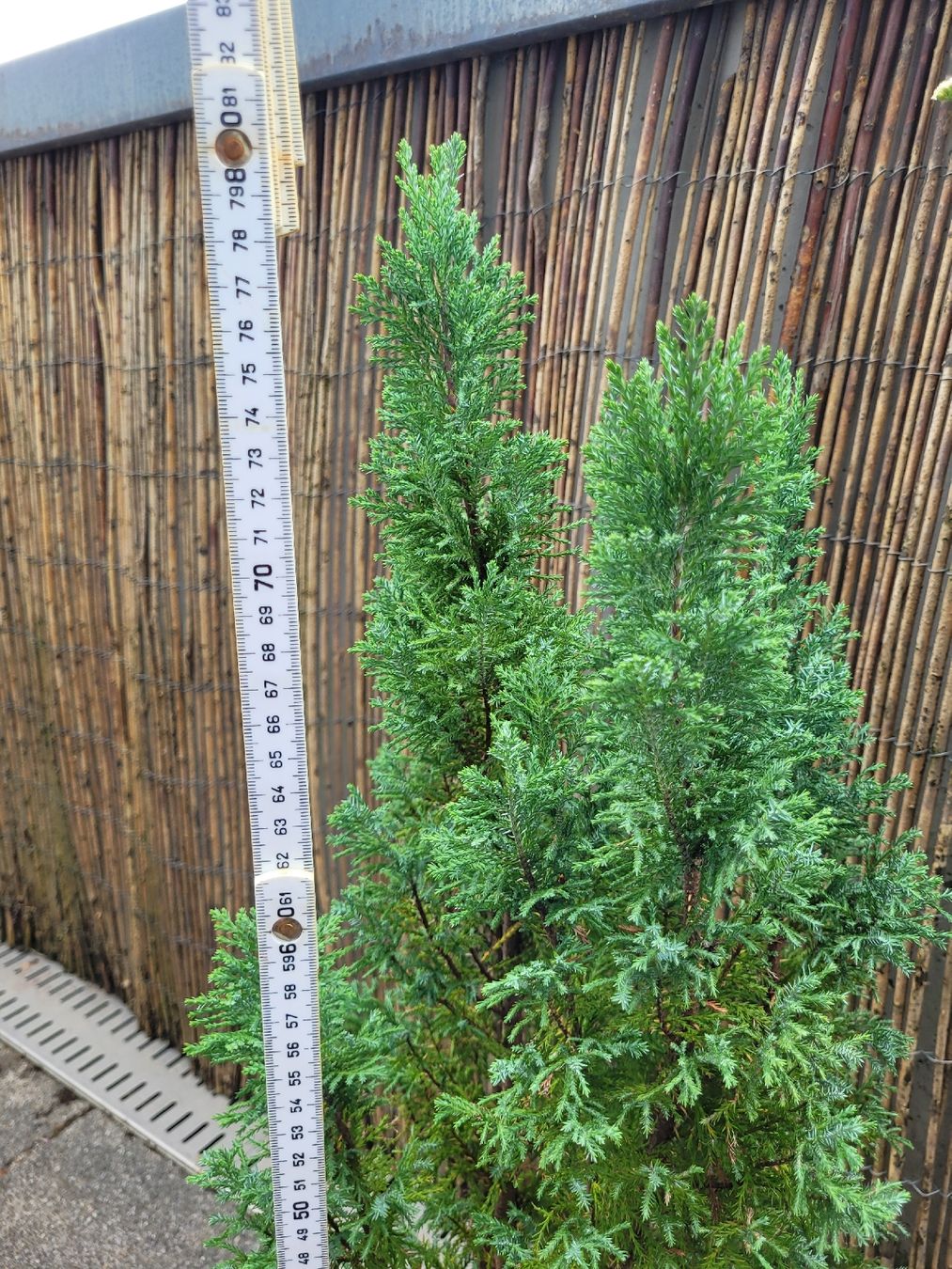 Piante & sementi: Robuste Pflanze für Terrasse – Usato da Ostermundigen venduto da dua_296 2