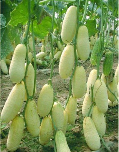 Plantes & graines: MELONENGURKE Carosello Barese / 2 Samen – Neuf (Voir description) à Hinteregg par ERFOLG78