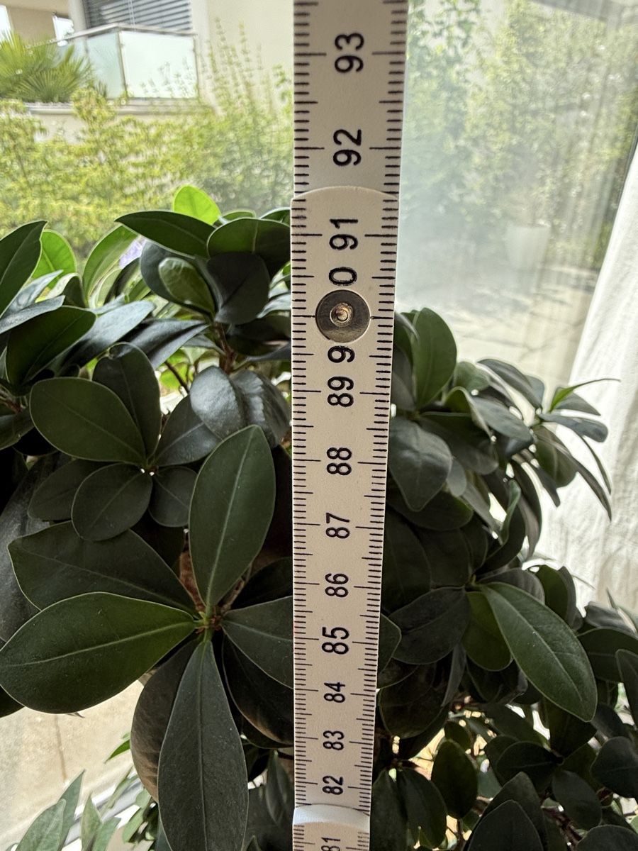 Plantes & graines: Ficus Ginseng mit S-Stamm – D'occasion à Meisterschwanden par Larana7 3