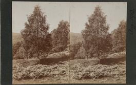 Uralte private Stereofoto, um 1900