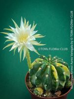 Echinopsis Eyriesii Aurea Variegata für Sammler