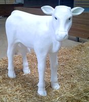 Kalb XL