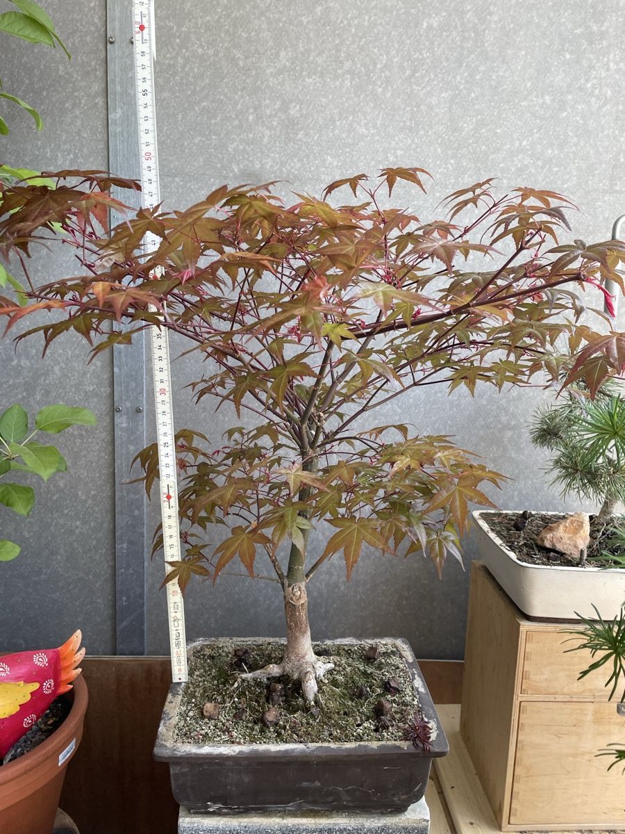 Piante & sementi: Ahorn Bonsai – Usato da Thun venduto da Pesche555 1