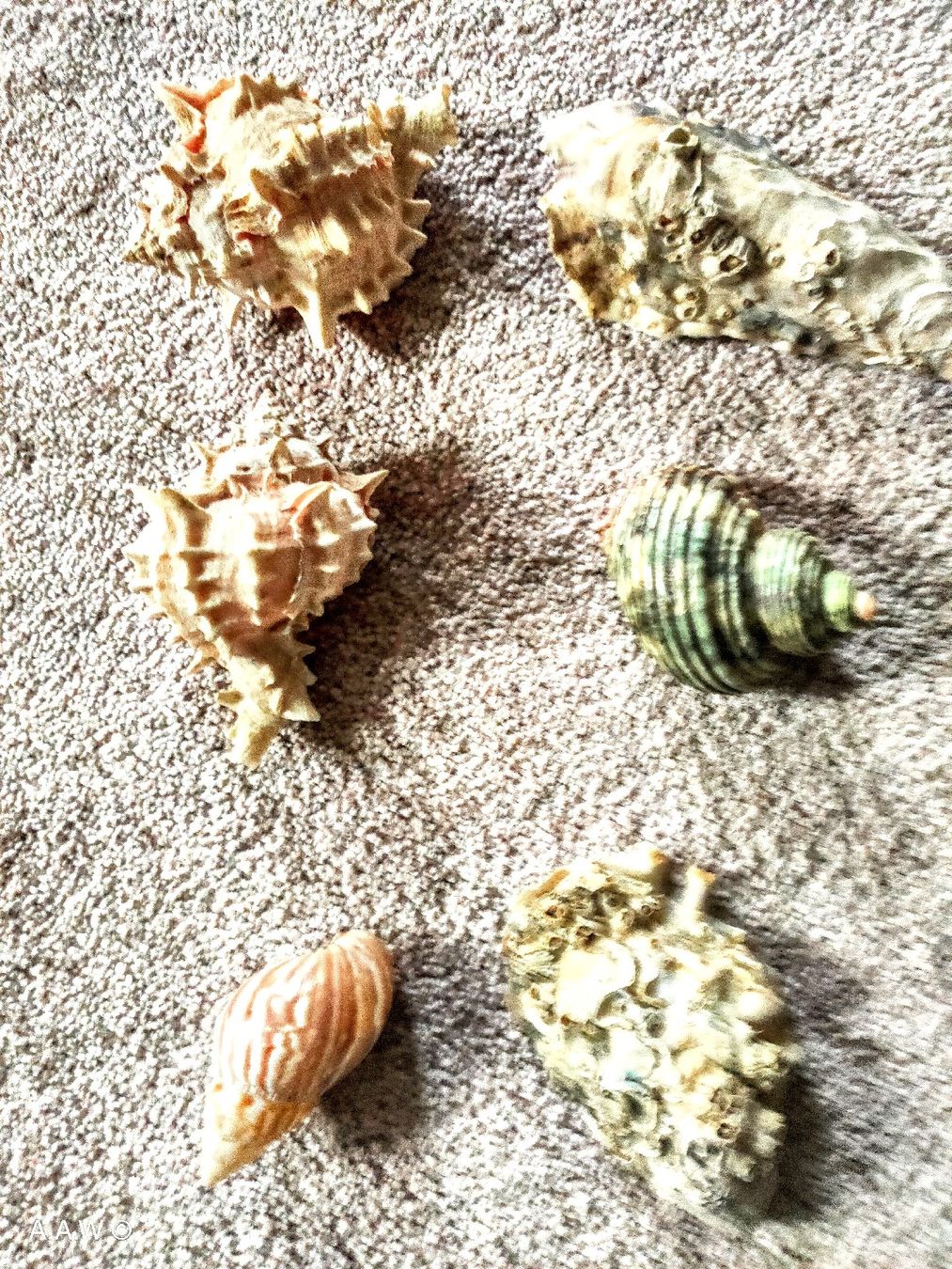 Tutte le decorazioni: MUSCHELN - DIVERS - 9 STÜCK !!! – Nuovo (secondo la descrizione) da DEGERSHEIM venduto da LACHSSTATION 2